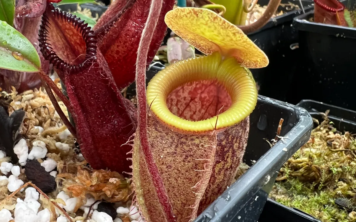 It's been almost 4 years since the original Nepenthes Species Identifier launched. I'm pleased to say that the vastly improved version 2 is now ready for release!