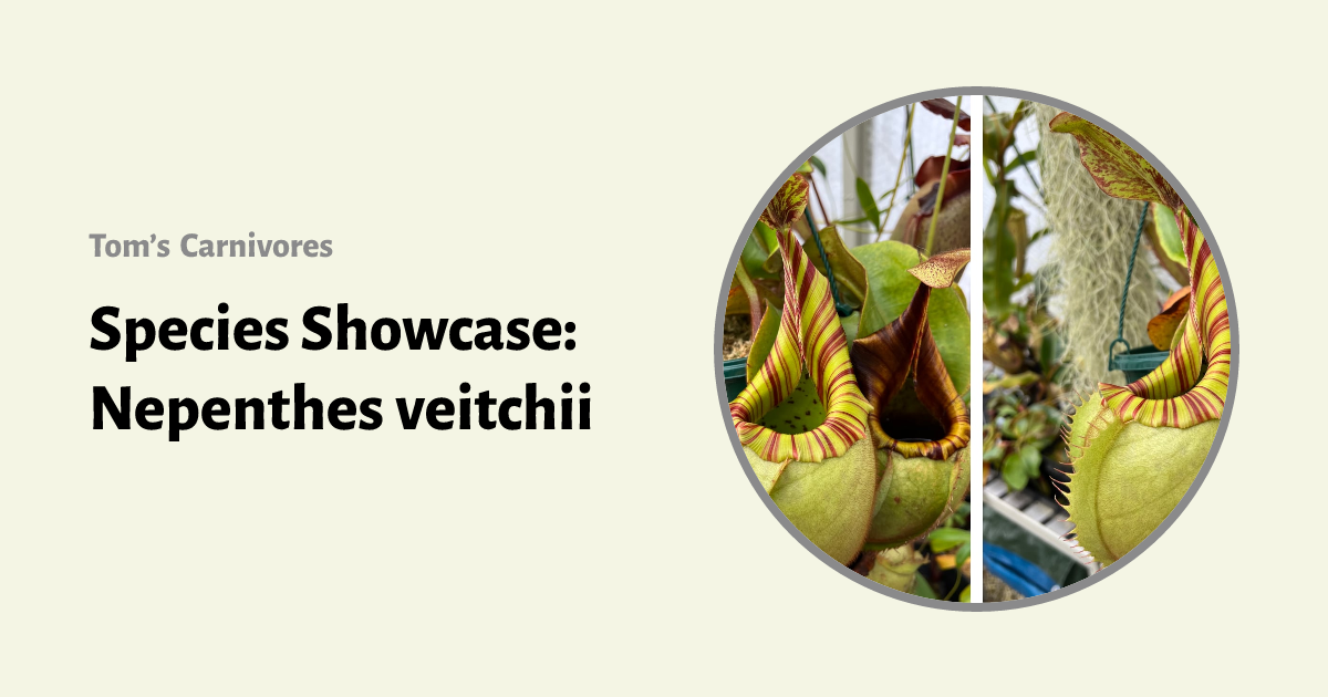 P.veitchii limited species 3 edition④ Nepenthes veitchii 3 – Evo Carnivorous Plant Labs