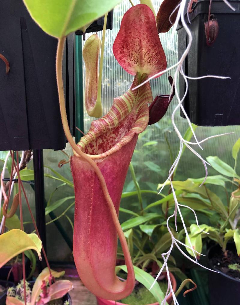 The reverse of the previous hybrid, this is Nepenthes lowii x veitchii, grown by David Durie.