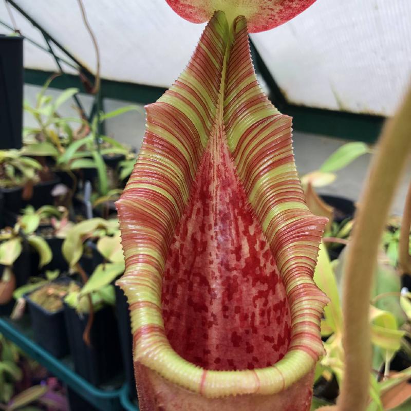 Nepenthes lowii x veitchii, grown by David Durie..