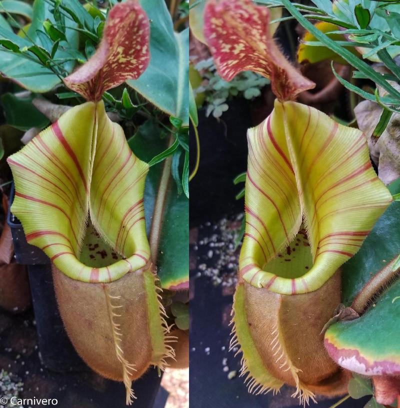 Nepenthes veitchii '#5'