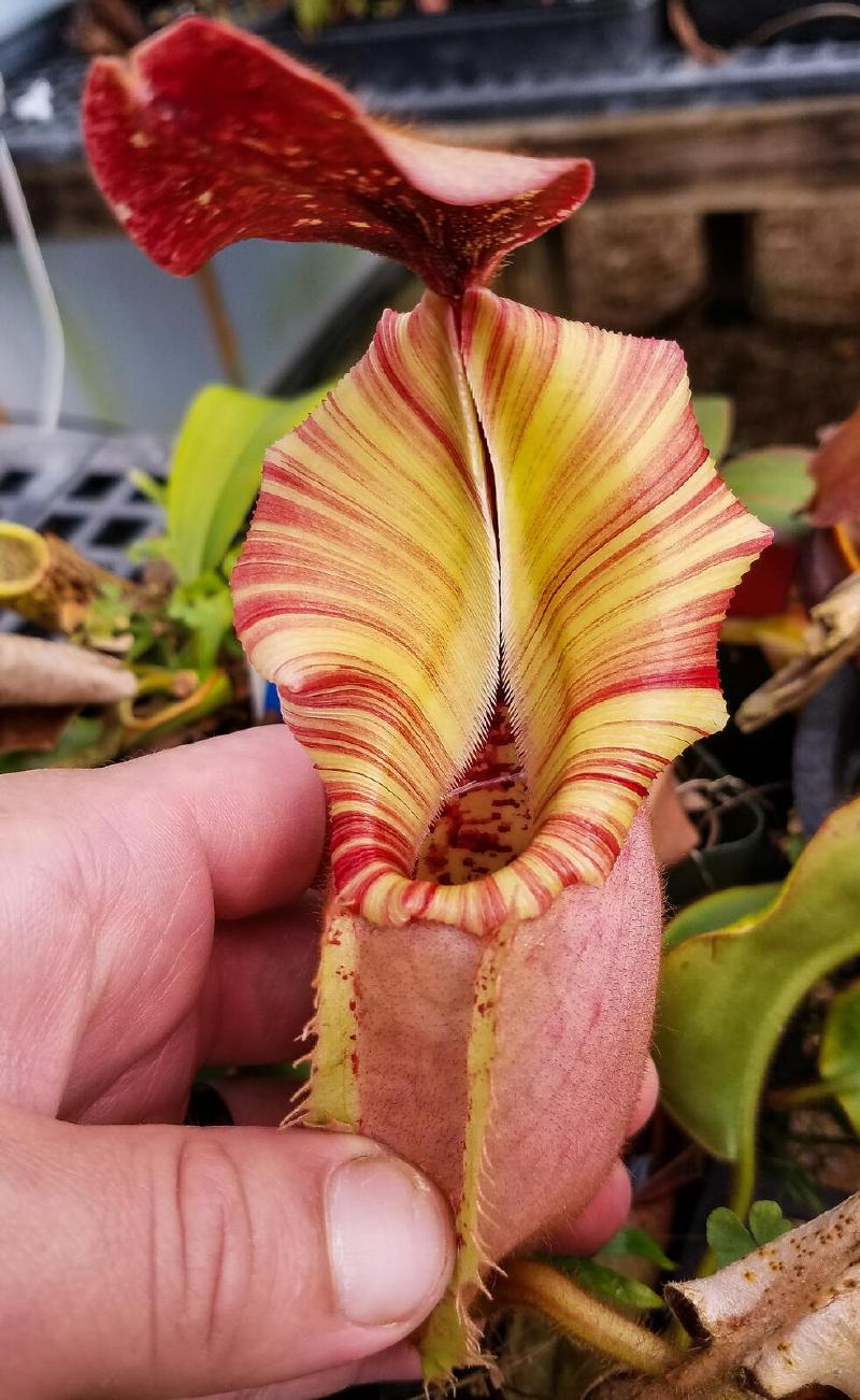 Nepenthes veitchii 'Psychedelic'
