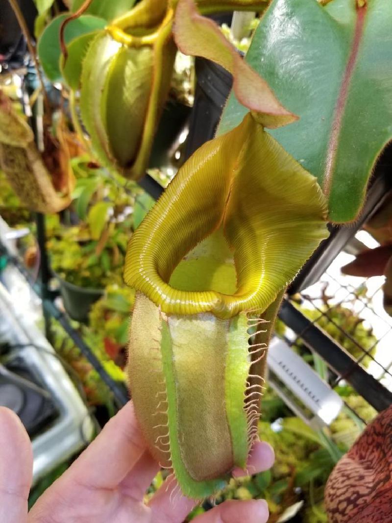 Nepenthes veitchii 'Batu Lawi' from Wistuba, grown by Francis Bauzon.