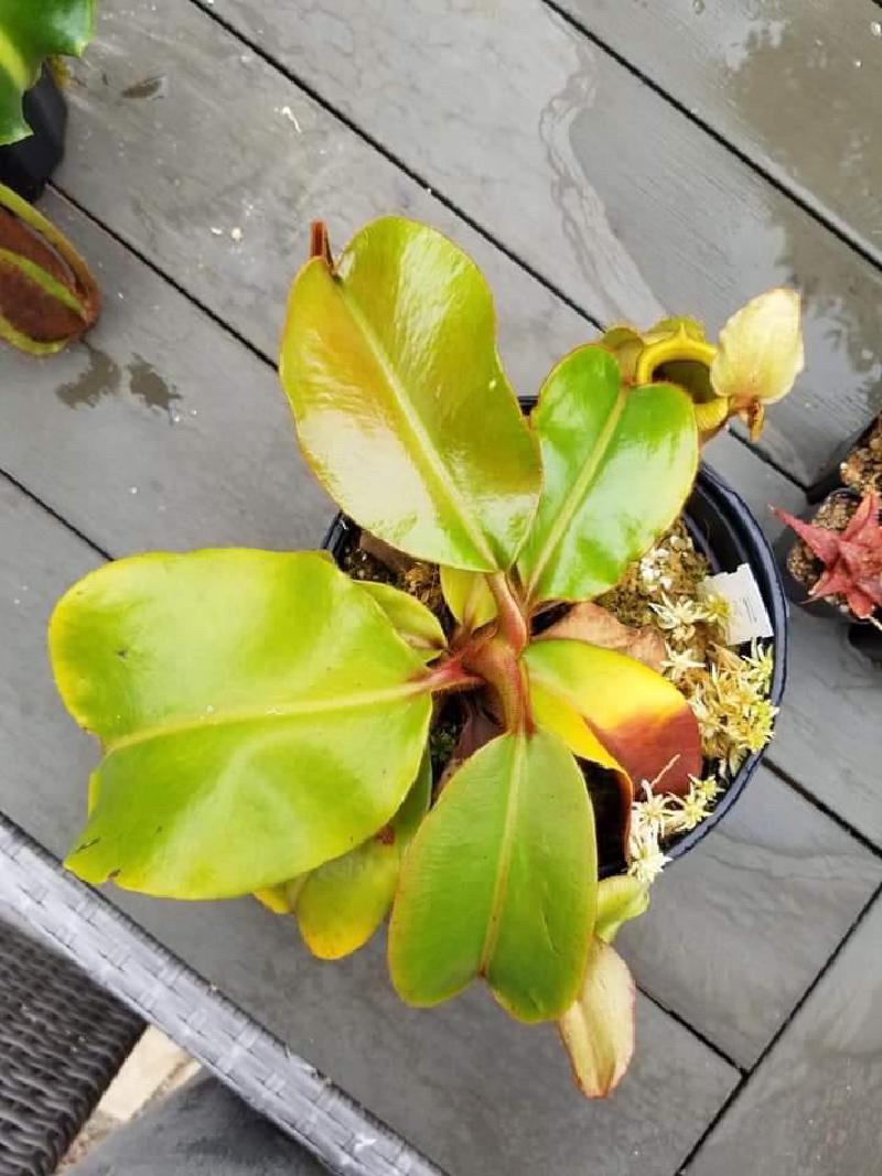 Nepenthes veitchii 'Batu Lawi' from Wistuba, grown by Francis Bauzon.