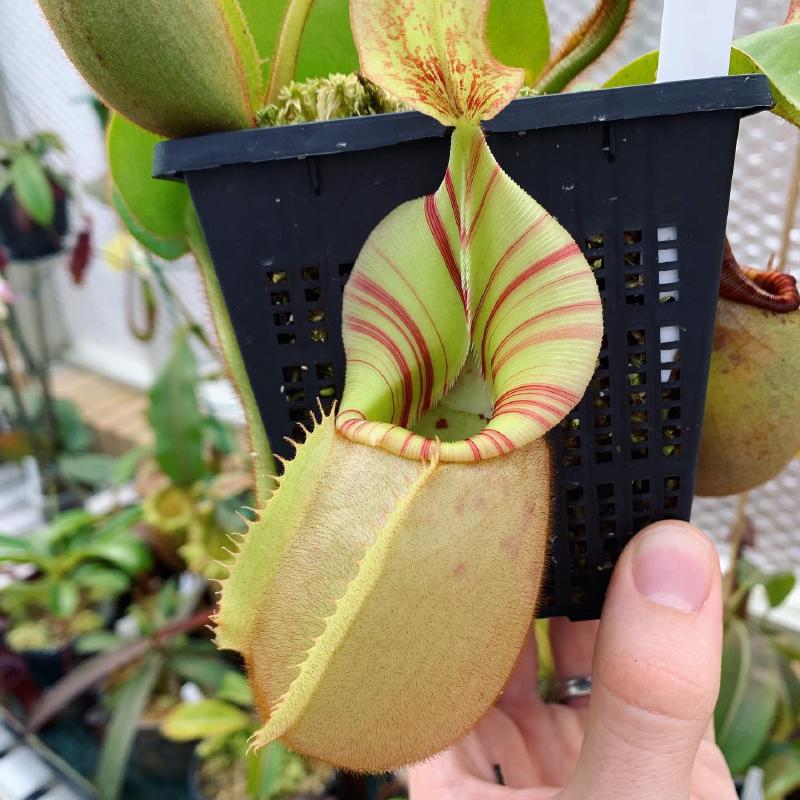 Nepenthes veitchii, from Borneo Exotics' Bareo highland release BE-3734. Lots of variation in this release, but this particular plant has a fantastically striped peristome.