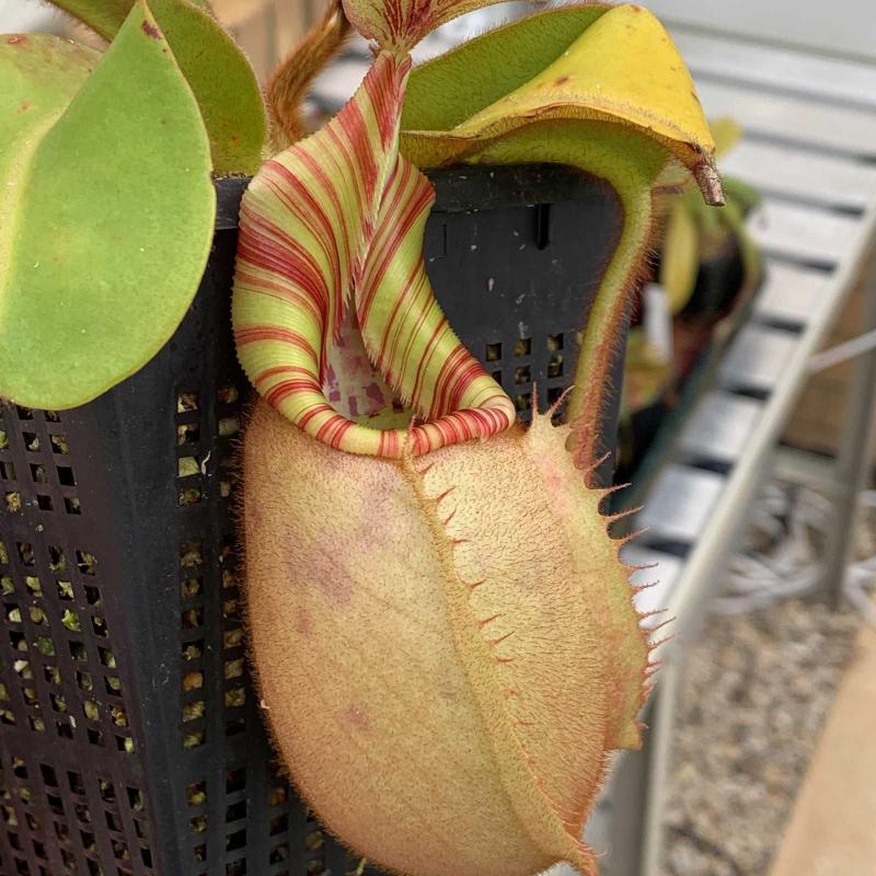 Nepenthes veitchii, from Borneo Exotics' Bareo highland release BE-3734. Lots of variation in this release, but this particular plant has a fantastically striped peristome.