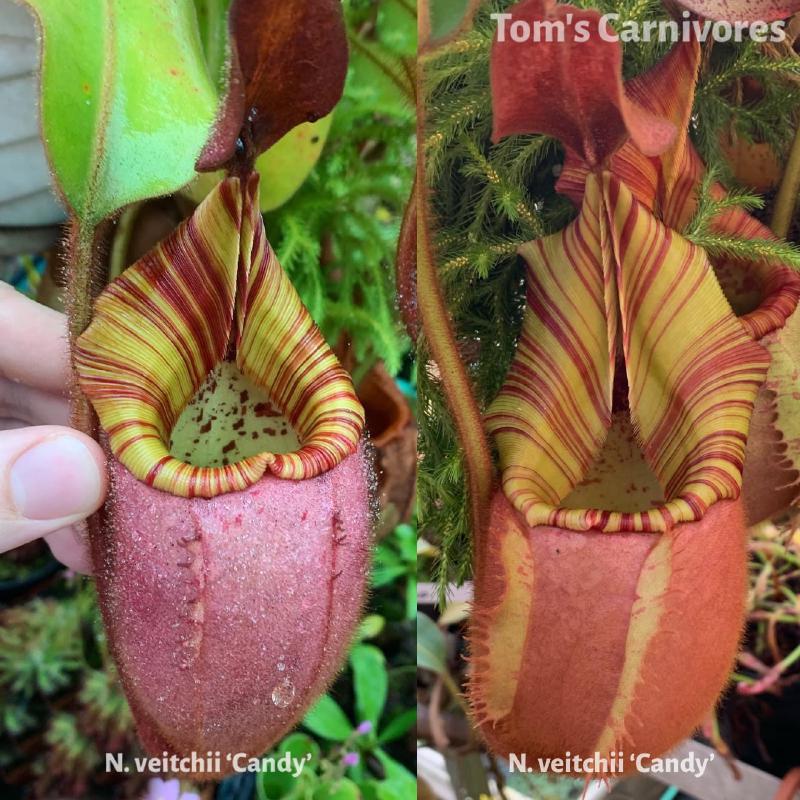 The parent plants of Nepenthes veitchii 'Candy' x 'Candy', photographed by me in Chris Klein's greenhouse.