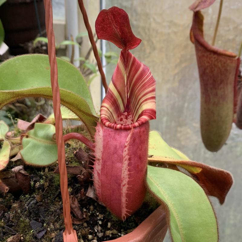 Nepenthes veitchii 'Candy' x 'Candy', large specimen.