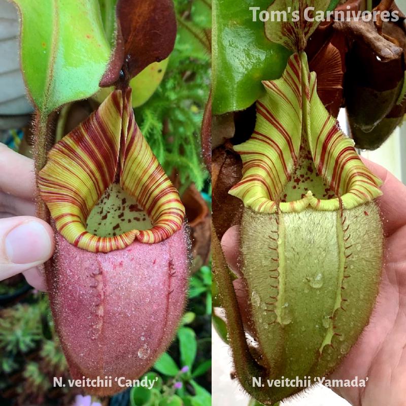 The parent plants of Nepenthes veitchii 'Candy' x 'Yamada', photographed by me in Chris Klein's greenhouse.