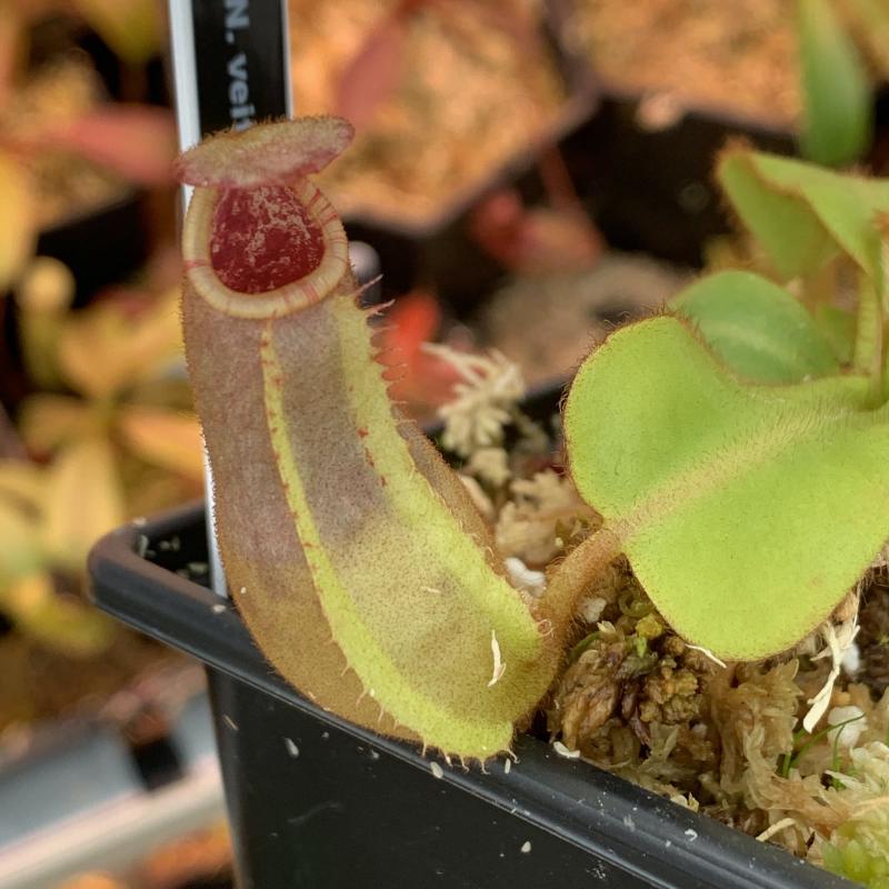 Nepenthes veitchii 'Candy' x 'Yamada', young seedlings - note the striping already becoming visible!