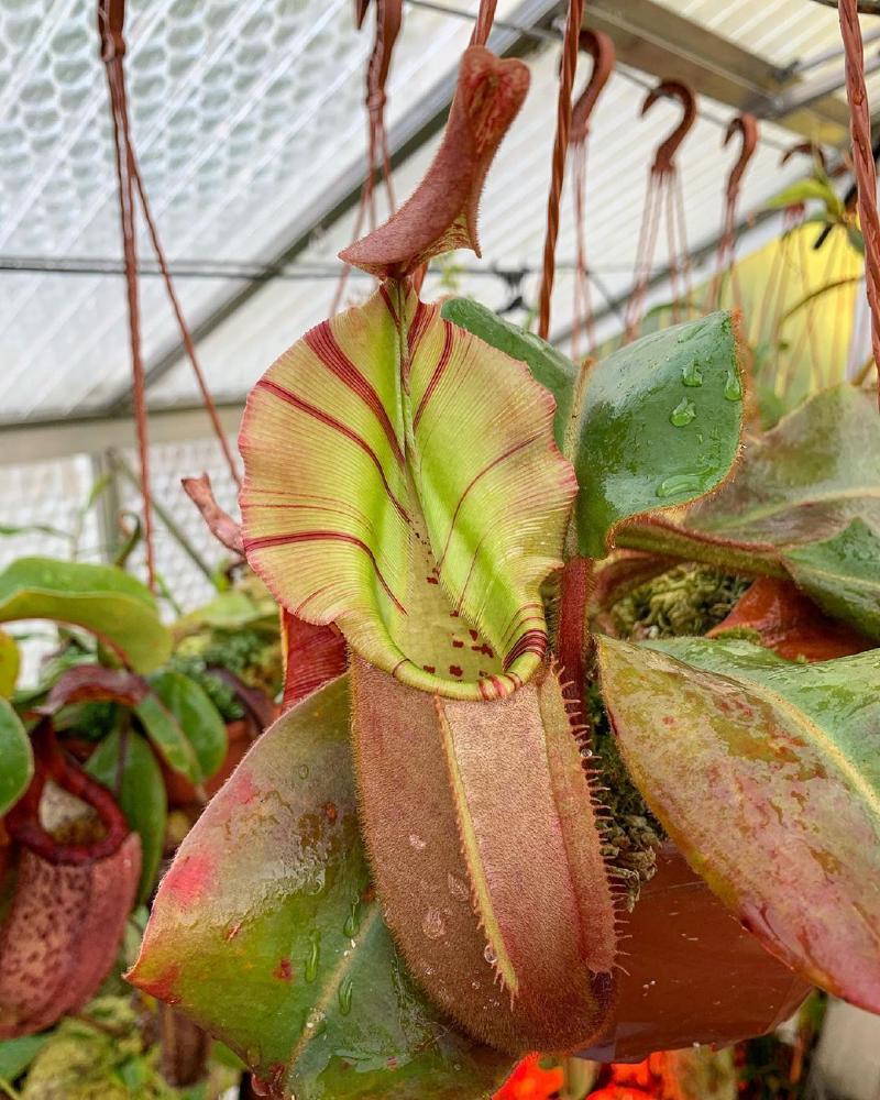 Nepenthes veitchii 'Murud Striped' x 'Candy', grown by Floravitro.