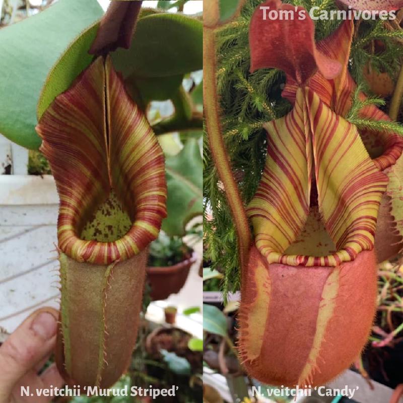 The parent plants of Nepenthes veitchii 'Murud Striped' x 'Candy', photographed by me in Chris Klein's greenhouse.