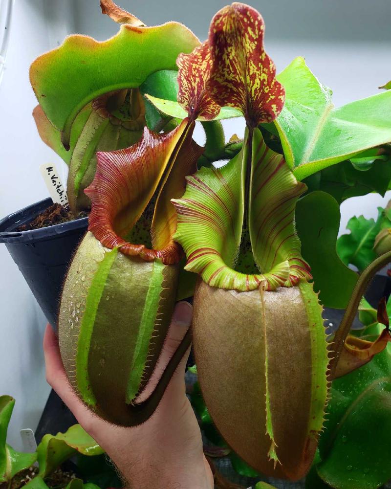 Nepenthes veitchii (k), an Exotica Plants grex, grown by Mike Fallen.