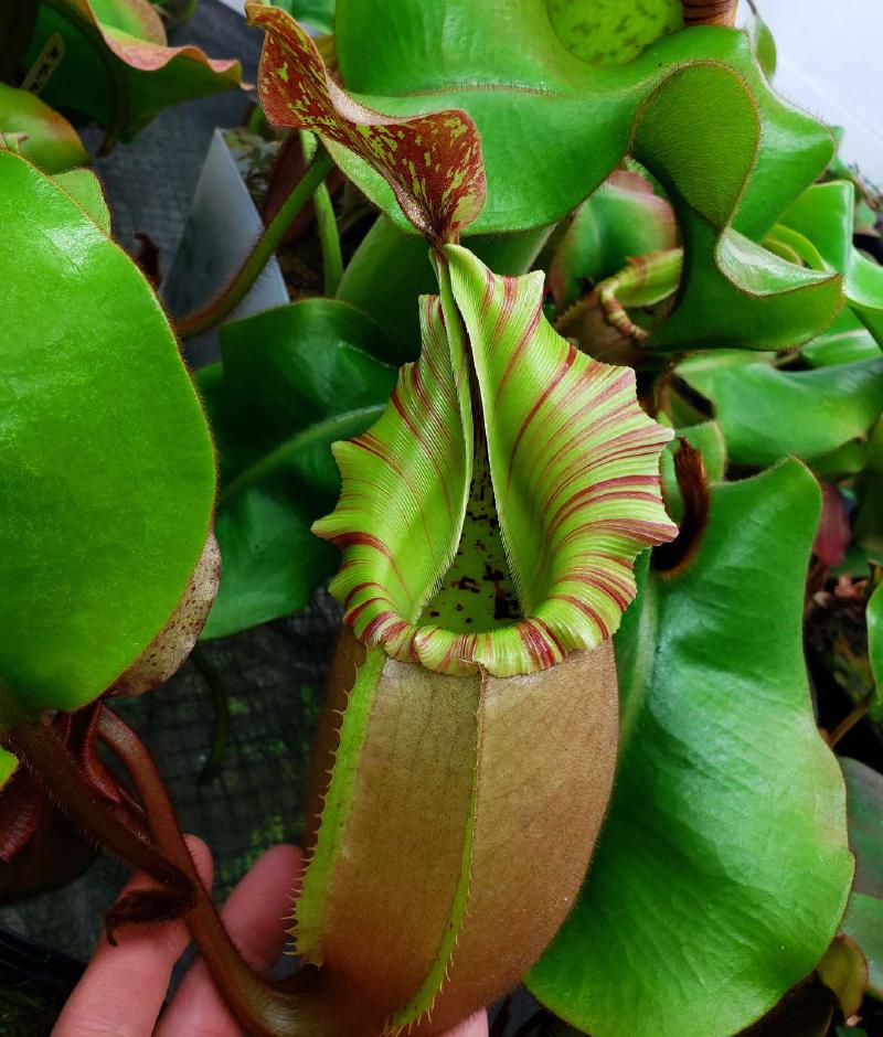 Nepenthes veitchii (k), an Exotica Plants grex, grown by Mike Fallen.