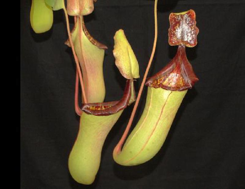 Nepenthes veitchii x lowii, from Borneo Exotics. Rob Cantley tells me it's the only plant to have caught rats in their nurseries, probably because it exudes nectar on the underside of the lid, a trait it has inherited from N. lowii.