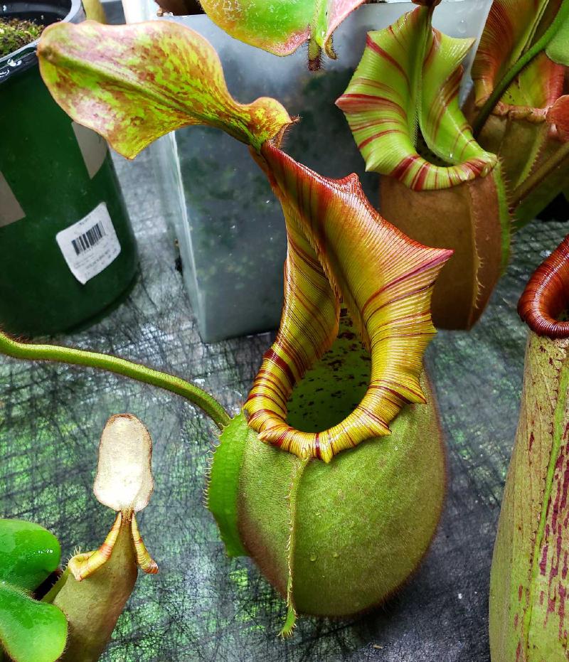 Nepenthes veitchii (m), an Exotica Plants grex, grown by Mike Fallen.