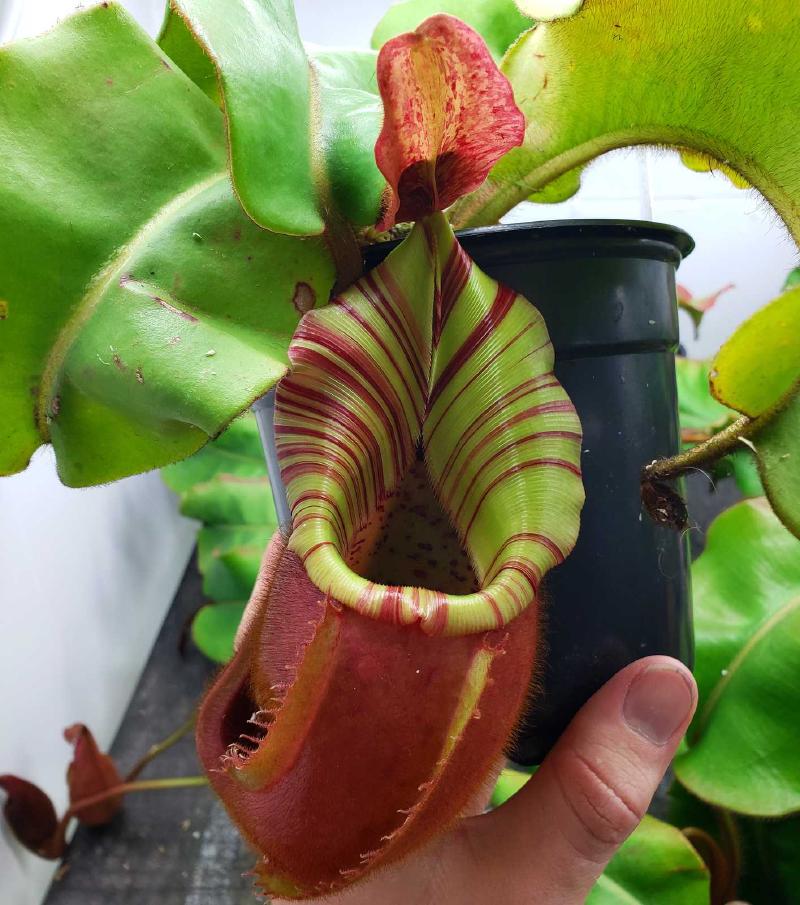 Nepenthes veitchii (m), an Exotica Plants grex, grown by Mike Fallen.