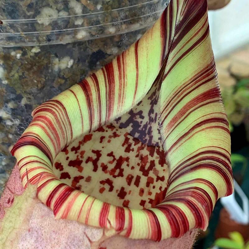 Incredible colour on the peristome of N. veitchii x burbidgeae (EP).