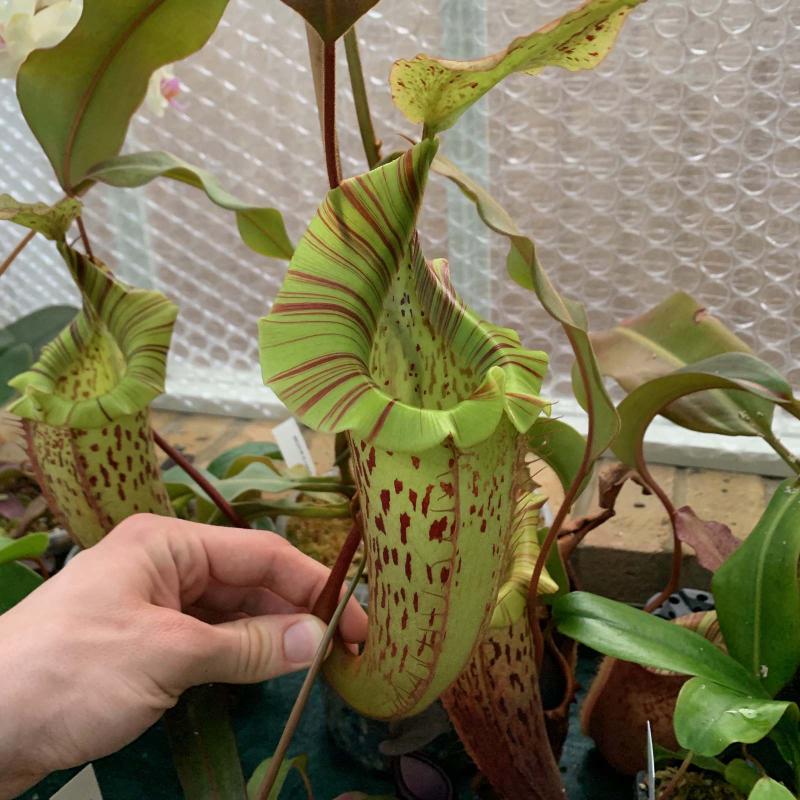 One of my favourite crosses in my whole collection, Nepenthes veitchii x platychila (BE 3213).