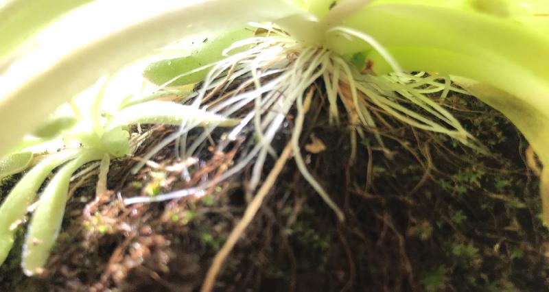 The roots of a *P. moctezumae x gigantea* growing into pumice.