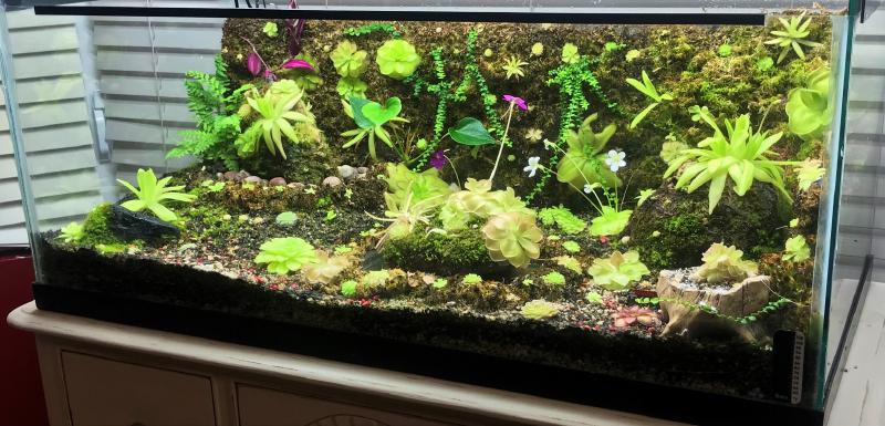Christina's full planted Ping tank, including fountains.