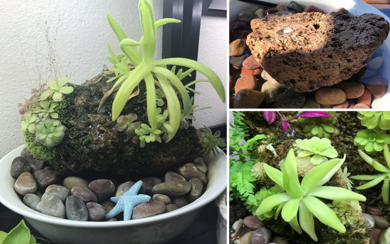 If you're a member of the ICPS Facebook group, you might've seen some of Christina's fantastic Pinguicula rock plantings earlier this year...