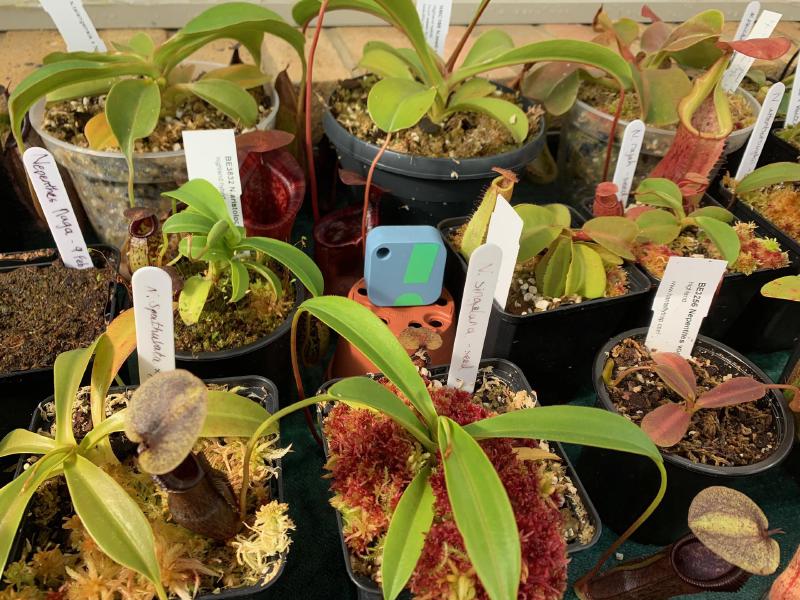 SensorPush in my greenhouse, sitting among the plants.