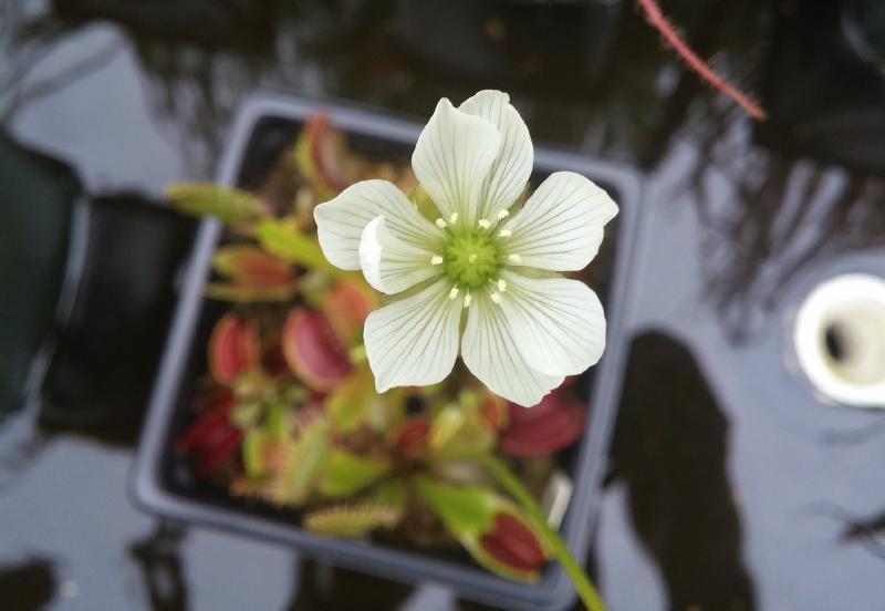 Venus Flytrap (Dionaea muscipula flowers