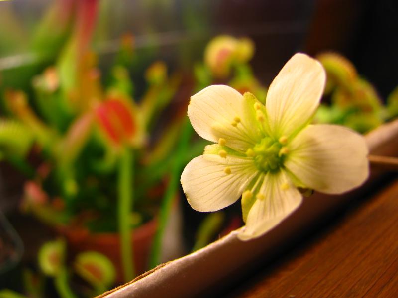 Venus Flytrap (Dionaea muscipula flowers