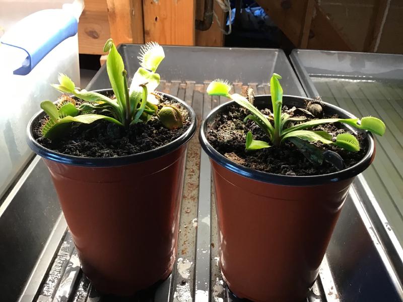 Venus flytrap flower stems, ready to snip.