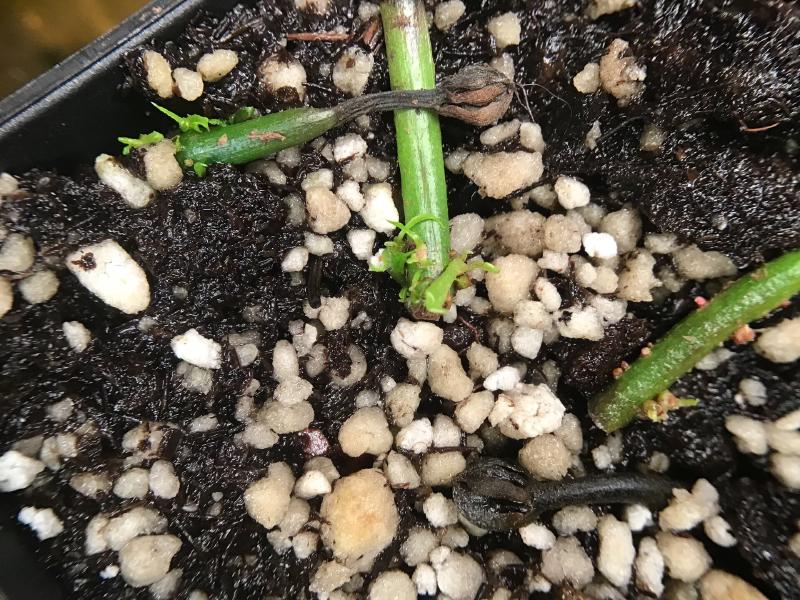 Venus flytrap plantlets emerging from the cut stems, several months later!