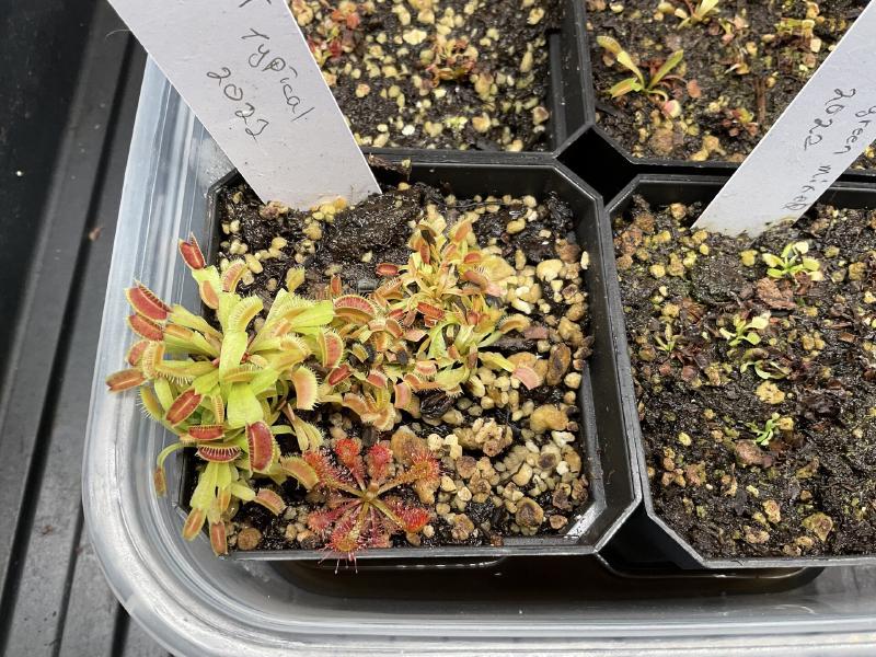 Small Venus flytraps, ready to be divided and potted up.