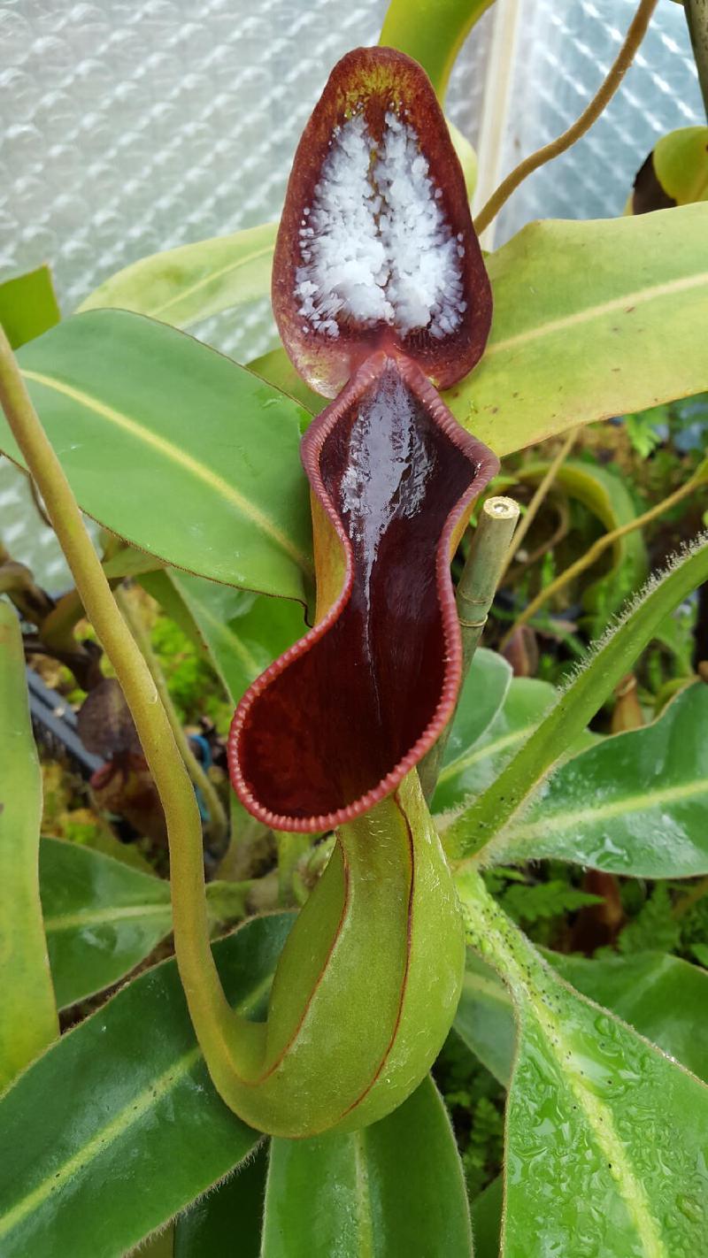 Nepenthes lowii