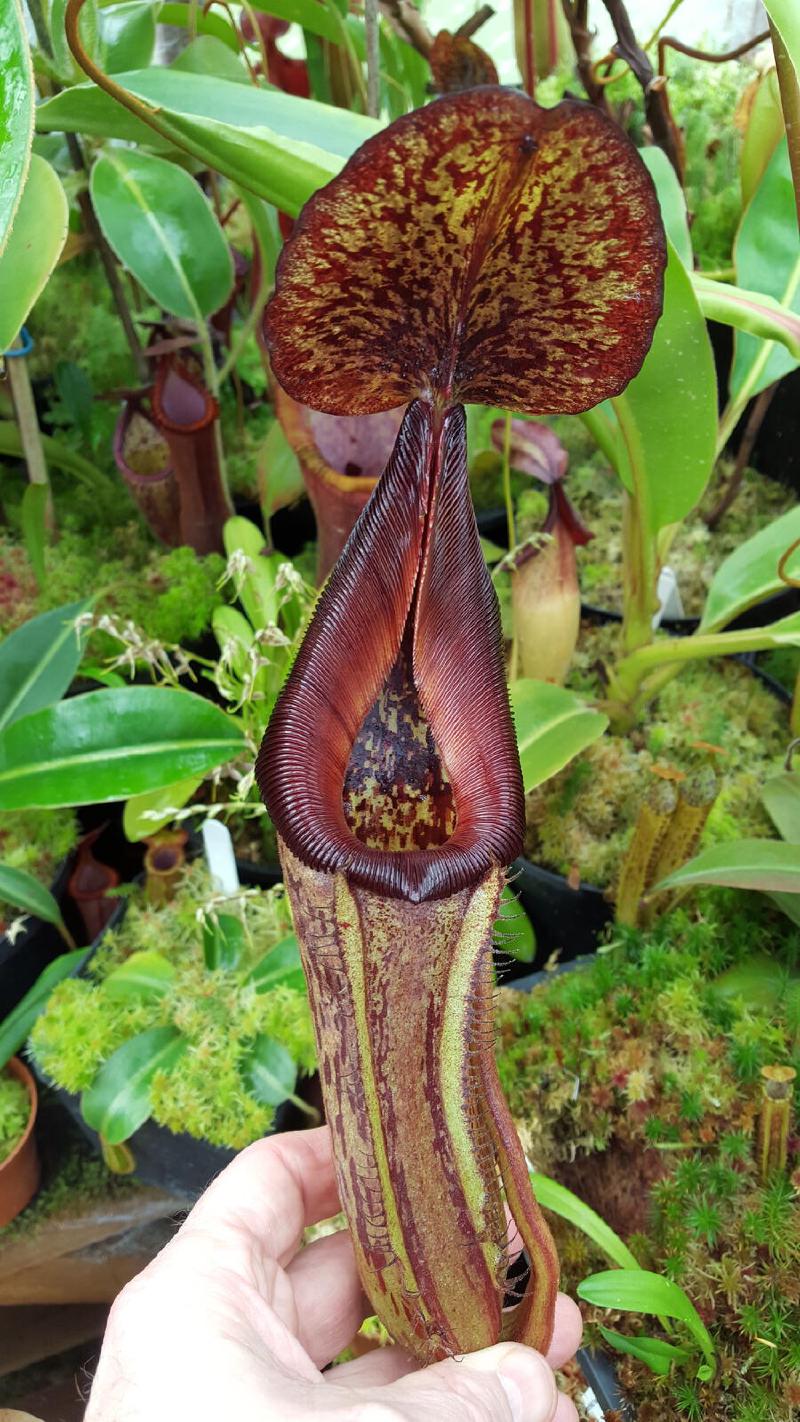 Nepenthes lowii x maxima 'dark'