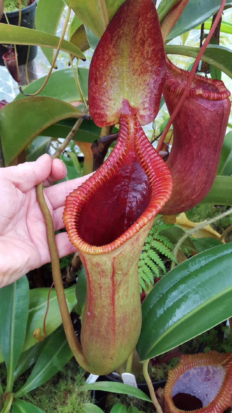 Nepenthes x trusmadiensis