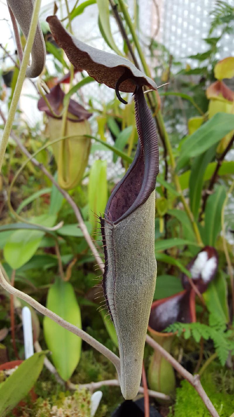 Nepenthes lingulata