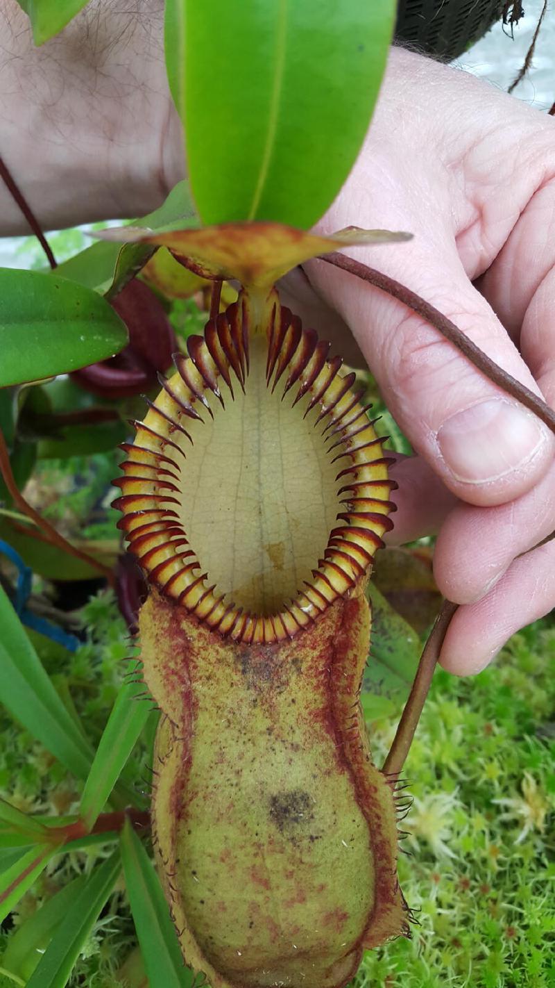 Nepenthes 'red hairy hamata'