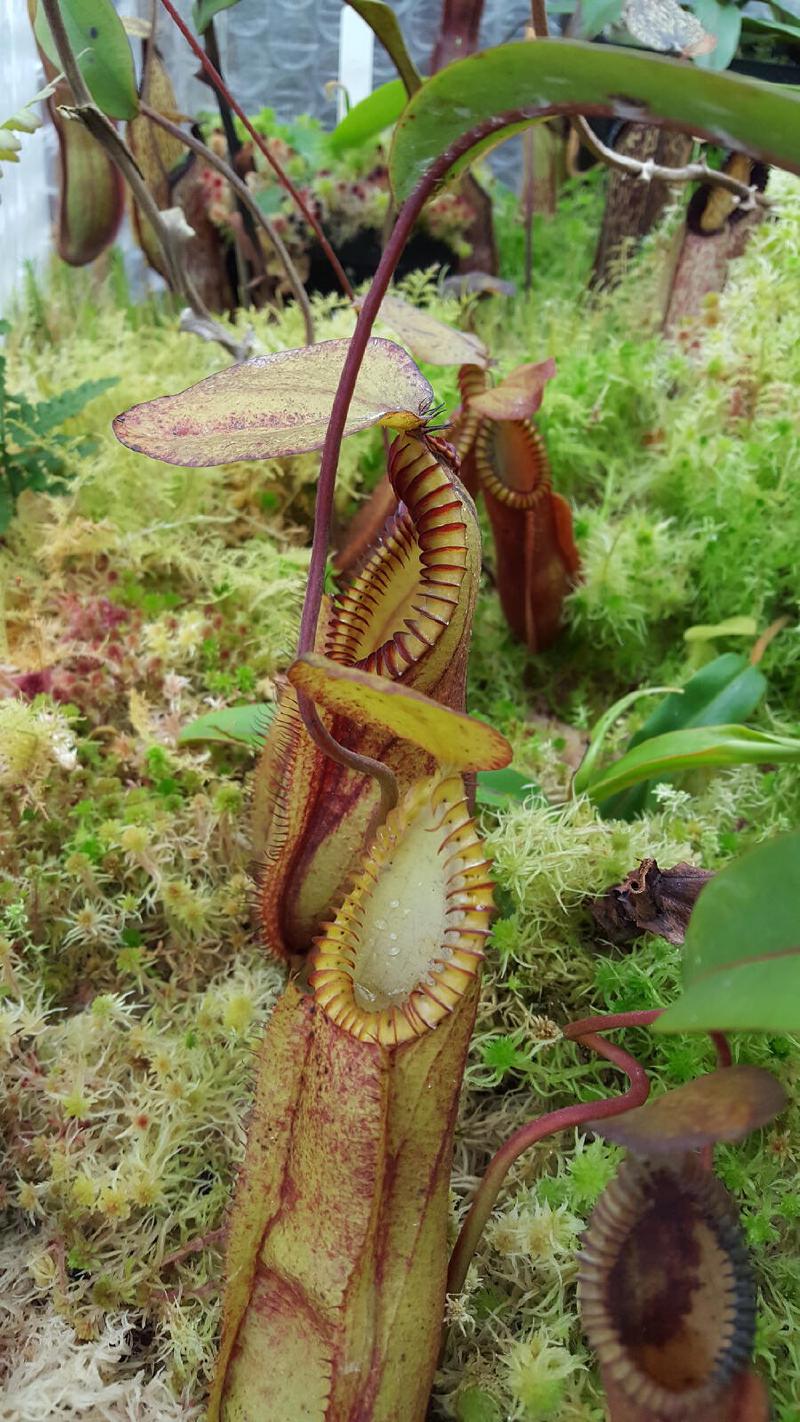 Nepenthes 'red hairy hamata'