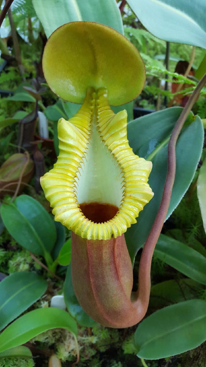 Nepenthes x trusmadiensis