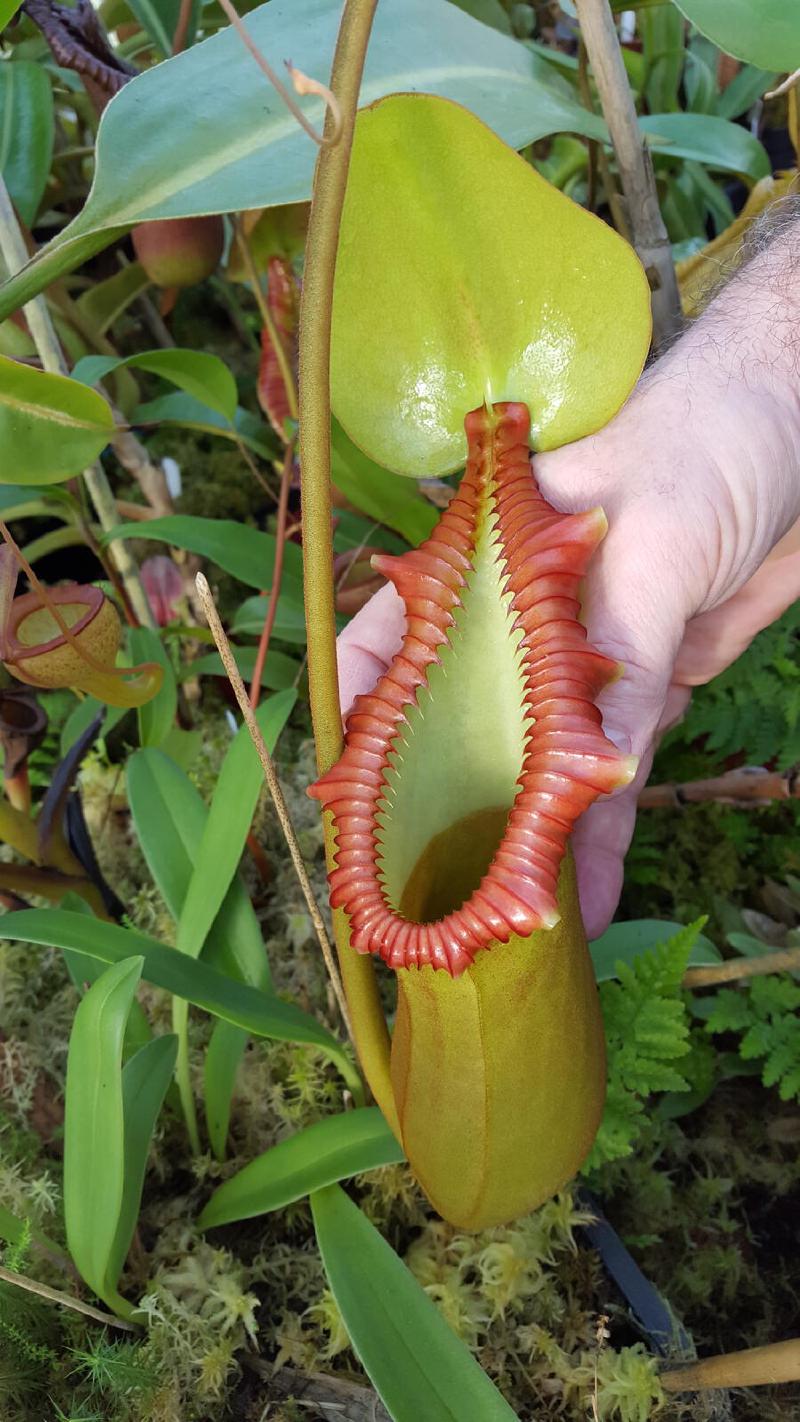 Nepenthes x trusmadiensis