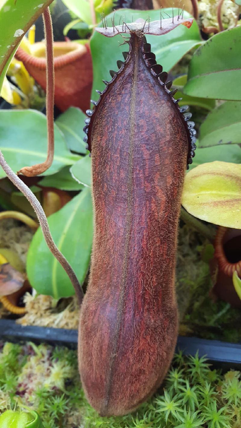 Nepenthes 'Smilodon' (N. 'red hairy hamata' x hamata)