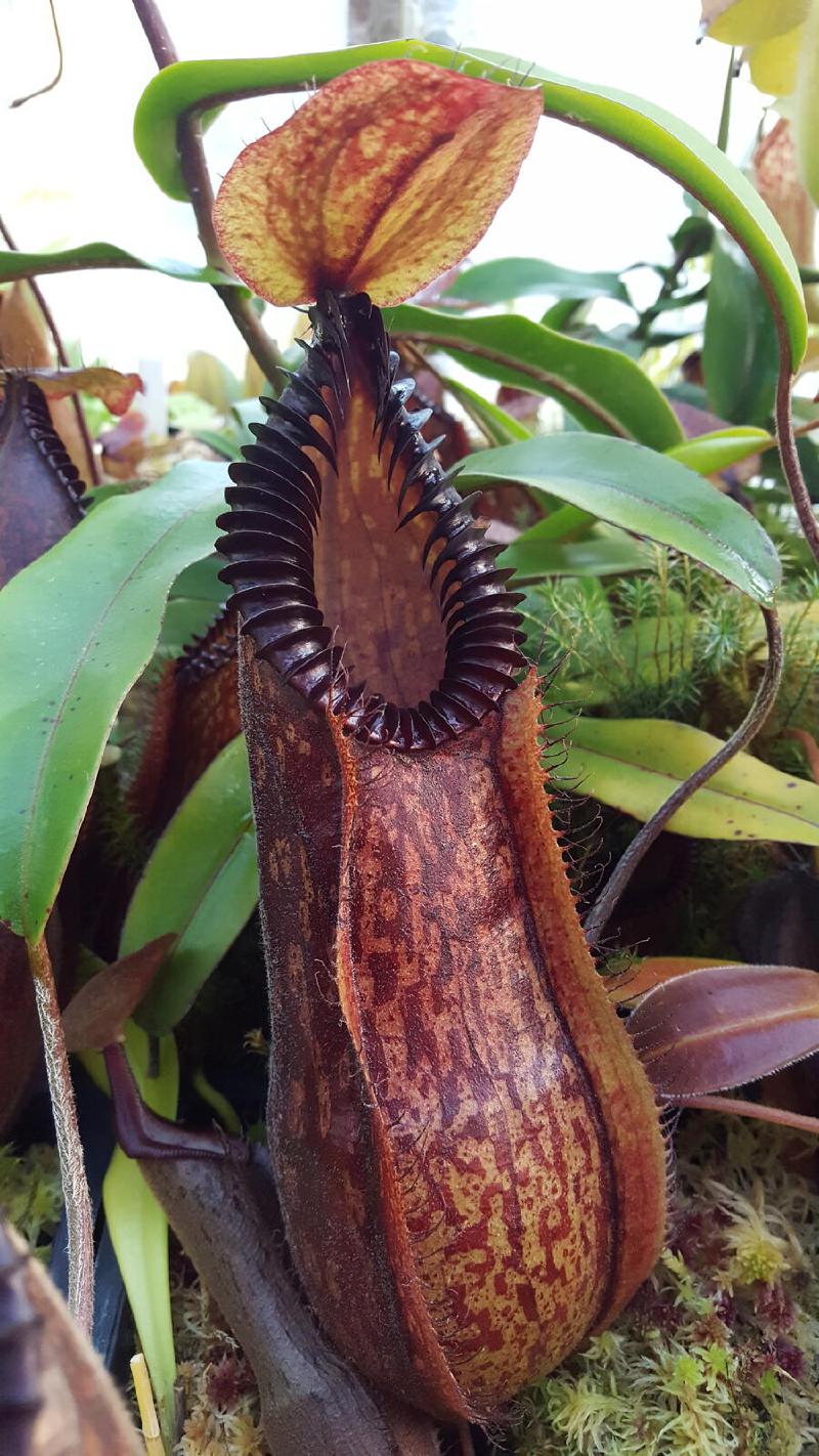 Nepenthes 'Smilodon' (N. 'red hairy hamata' x hamata)
