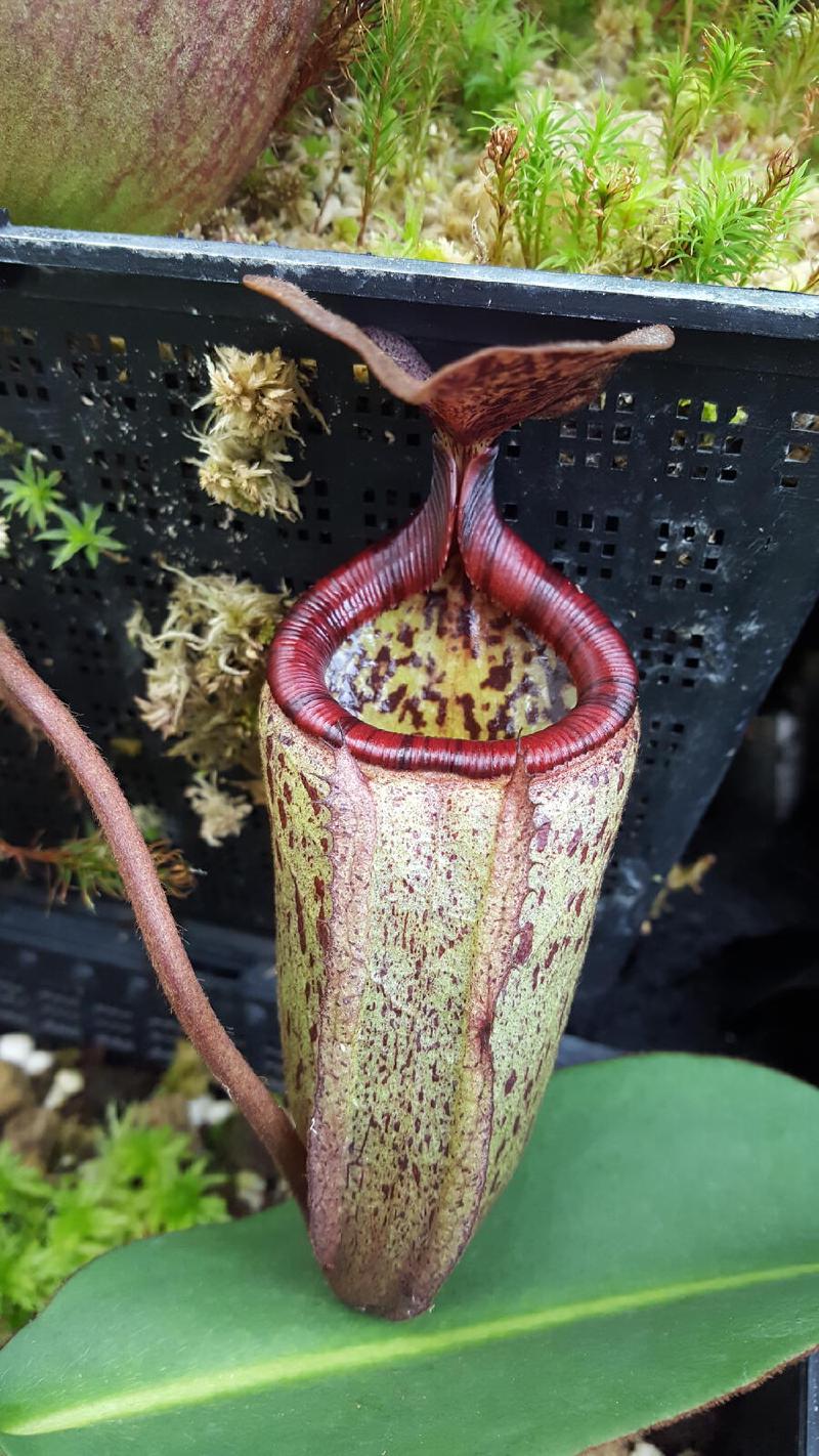 Nepenthes x alisaputrana (rajah x burbidgeae)