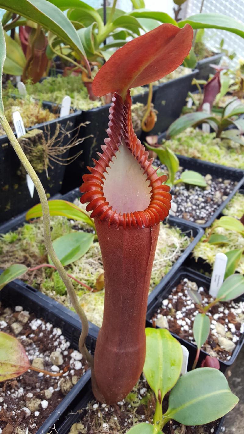 Nepenthes edwardsiana