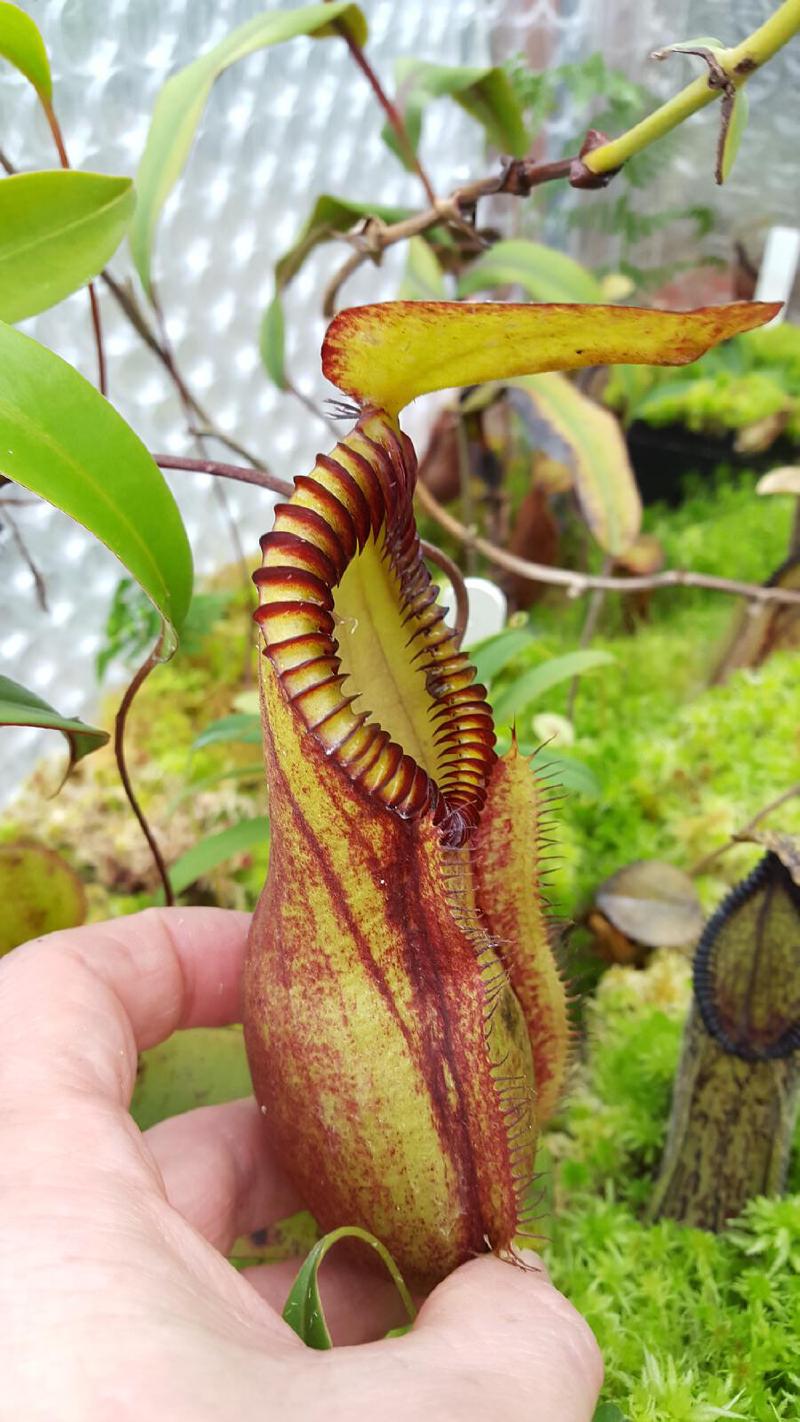 Nepenthes 'red hairy hamata'
