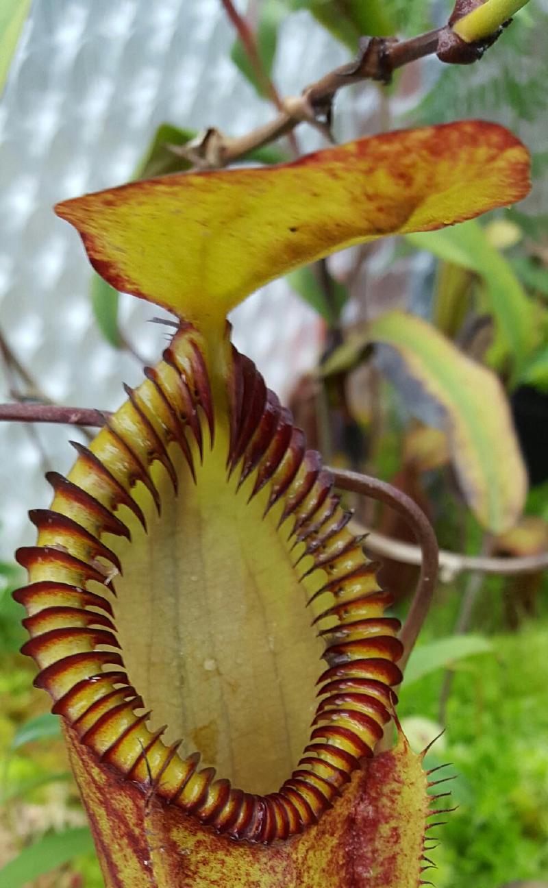 Nepenthes 'red hairy hamata'