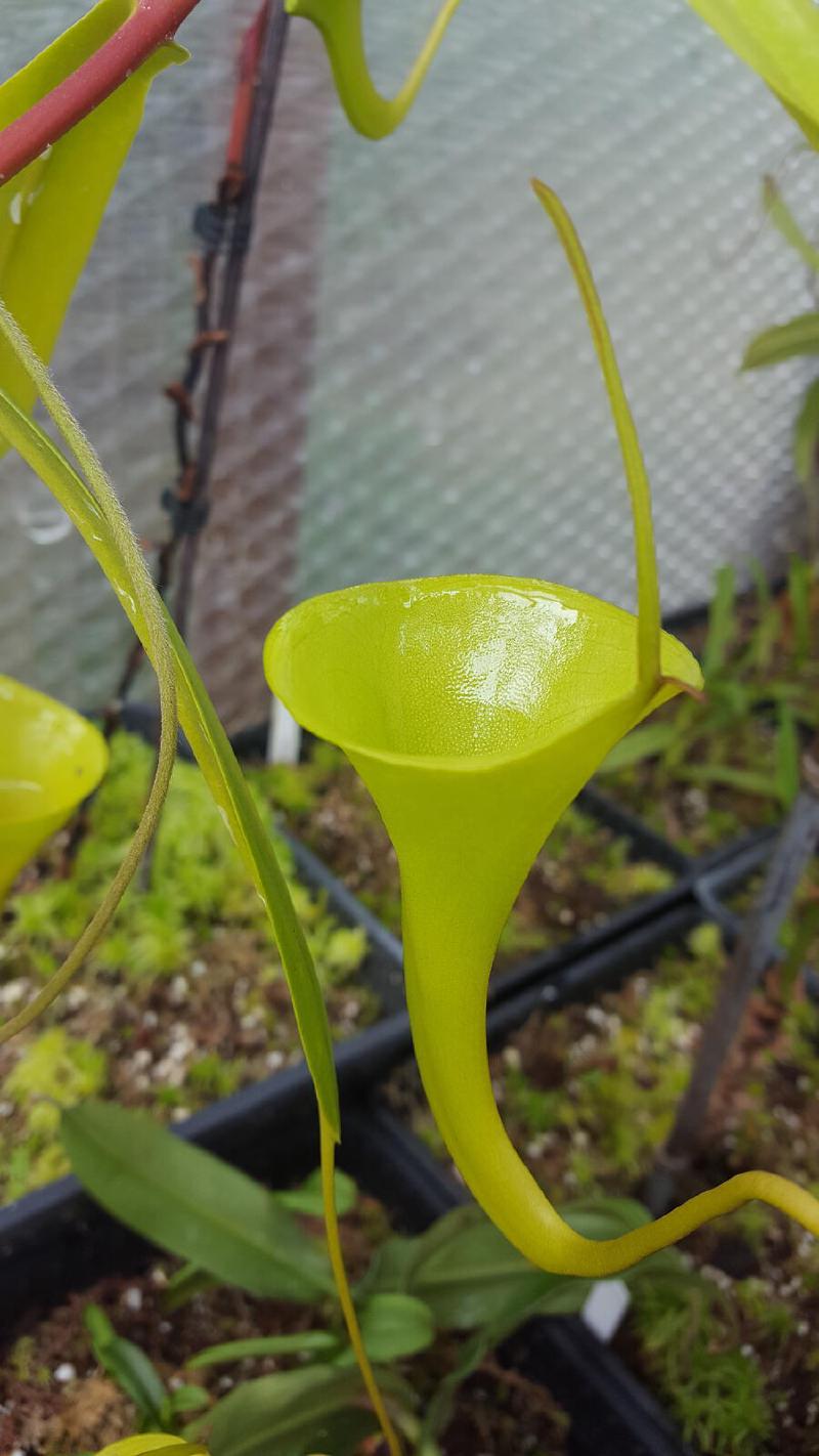 Nepenthes inermis