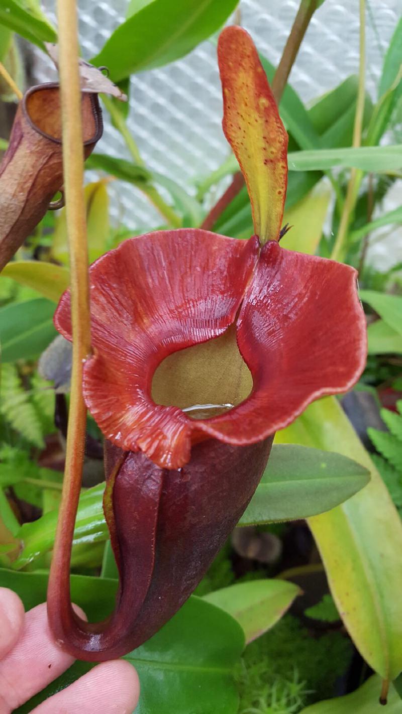 Nepenthes jacquelineae