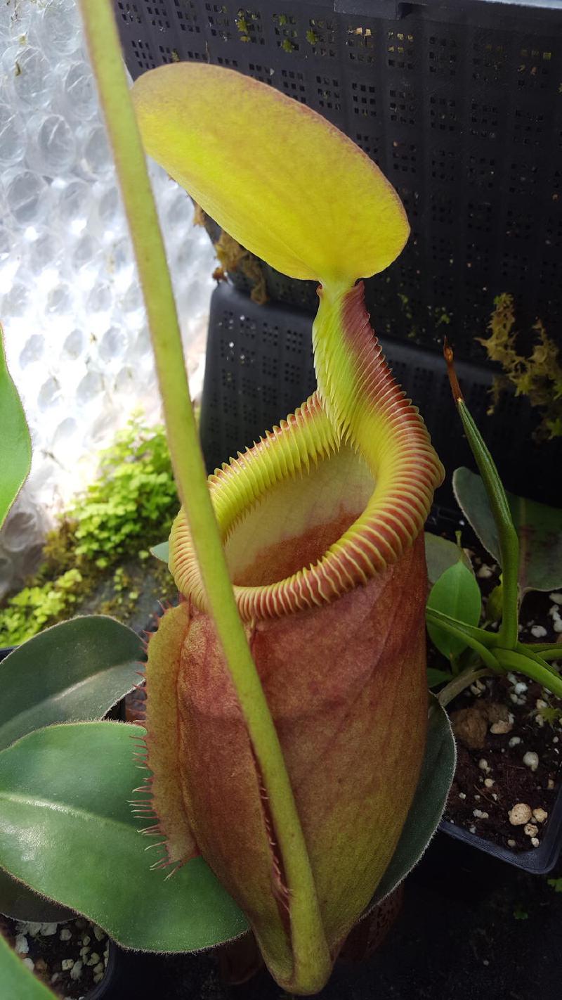 Nepenthes x kinabaluensis (rajah x villosa)