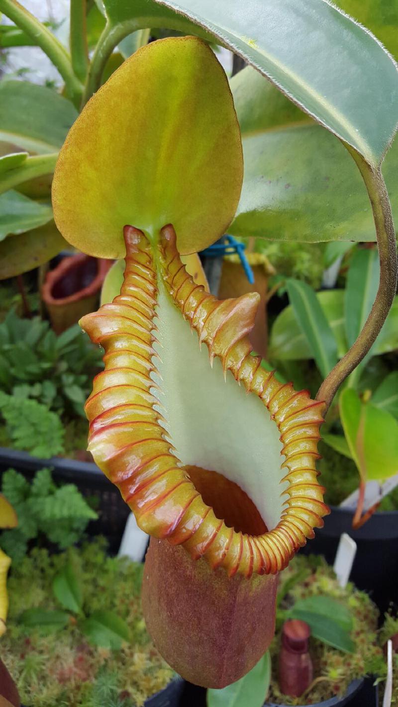 Nepenthes macrophylla (AW)